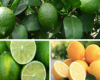 Hansı daha faydalıdır: limon, yoxsa laym?