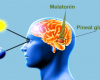 Melatoninin nədır?