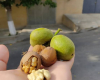 Yaş qoz gözlərə xeyirlidir