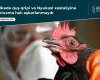 Ölkədə quş qripi və Nyukasl xəstəliyinə yoluxma halı aşkarlanmayıb