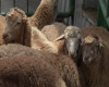 Qurban bayramı ilə bağlı hazırlıq işləri yekunlaşıb