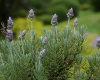 Lavanda yağı: Təbiətin sakitləşdirici və çoxşaxəli gücü