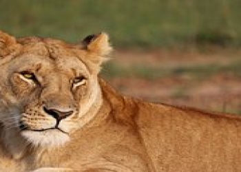 Şirlər safari zamanı qadının çantasını oğurlayıblar