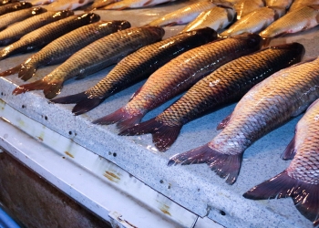 100 qram balıqda nə qədər protein var?