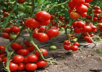 İstixanalarda pomidor necə yetişdirilir?