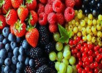 Giləmeyvələrdən nümunə götürülməsi necə həyata keçirilir?