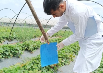 AQTA çiyələk və üzüm sahələrində monitorinqləri davam etdirir