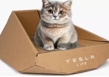 "Tesla" pişiklər üçün kartondan yuva hazırladı