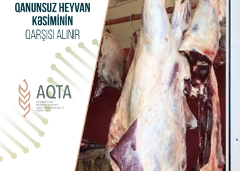 Qanunsuz heyvan kəsiminin qarşısı alınır