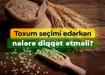 Toxum seçimi zamanı nələrə diqqət etməli?