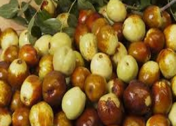 Min dərdin dərmanı olan meyvə