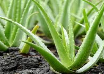 Aloe vera necə yetişdirilir?