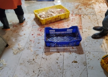 Lənkəranda toyuq kəsimi müəssisəsində ciddi nöqanlar aşkarlandı
