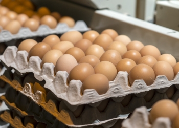 Nazirlik yumurta istehsalının səviyyəsini açıqladı