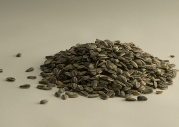 Balqabaq tumları vitamin və minerallarla zəngindir