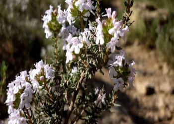 Kəklikotu sağlamlığa necə təsir edir?