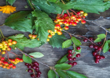 Payızda immuniteti gücləndirən üç əsas giləmeyvə — dietoloqdan tövsiyə