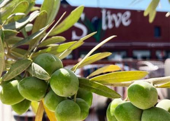 Zeytun dəri elastikliyini artırır