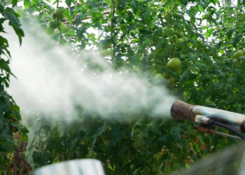 Fumiqasiya - bitki və bitkiçilik məhsullarının zərərvericilərdən təmizlənməsi