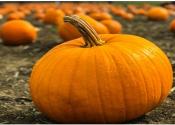 Balqabaqkimilər torpaqdan zərərli maddələri toplaya bilir?