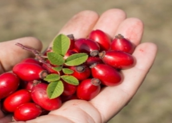 Vitamin C-nin bədəndə ən yaxşı hopduğu qidalar açıqlandı