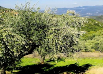 Bu meyvə yalnız 4 ölkədə yetişir