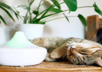 Ev ətirləndiriciləri pişiklərə ziyandır?