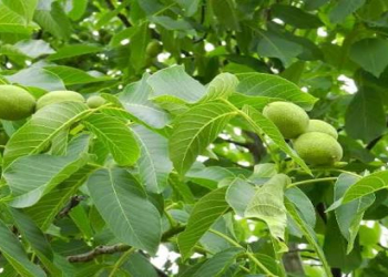 Qoz yarpağı hansı faydaları ilə seçilir?