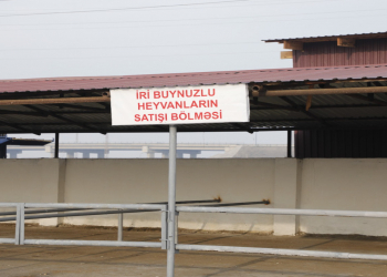 Salyan heyvan bazarı yenidən qurulub