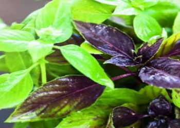 Reyhan toxumunun faydaları