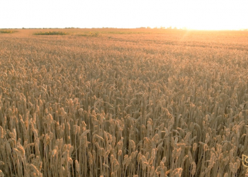 Taxılçılar “Qida təhlükəsizliyi tək dövlətin deyil, hər kəsin işidir” çağırış kampaniyasına qoşuldu