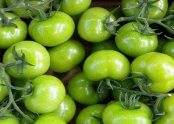 Çiy yaşıl pomidor sağlamlığa zərər verə bilər - Qastroenteroloq