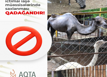 AQTA: Vəhşi heyvan və quşların ictimai iaşə müəssisələrində saxlanması QADAĞANDIR!