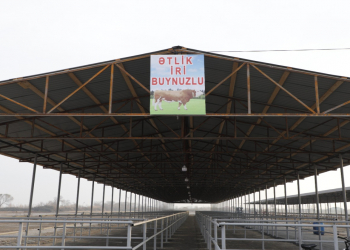 İmişli və Beyləqan heyvan bazarları açılışa hazırdır