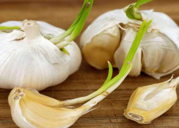 Cücərmiş sarımsağı yemək olarmı?