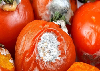 Pomidorların çürüməsinin qarşısını necə almaq olar?