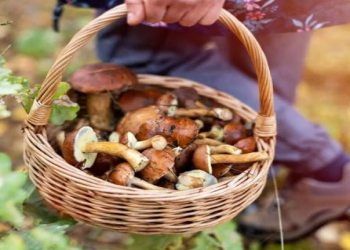 Yaz mövsümündə təhlükəli göbələklər barədə xəbərdarlıq