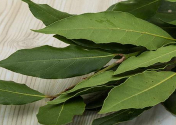 Dəfnə yarpağının faydaları nələrdir?