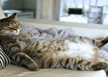 Enerjini azaldan 11 qida – gün ərzində halsızlığın səbəbi bunlardır