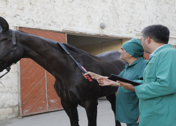 Ölkədə at xəstəlikləri üzrə epizootoloji monitorinqlər keçiriləcək