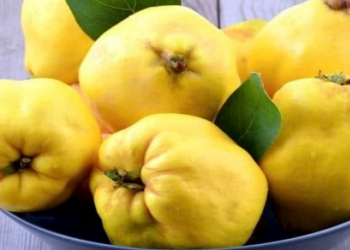 Heyvanın möcüzələri hər kəsi heyrətləndirir