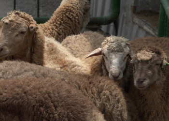 Qurban bayramı ilə bağlı hazırlıq işləri yekunlaşıb