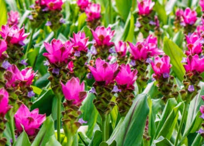 Təbiətin iltihab əleyhinə möcüzəsi