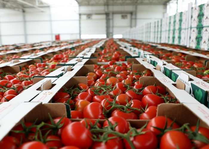 Bitkiçilik məhsullarının ixracı istiqamətində işlər davam etdirilir