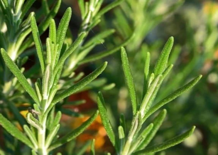 Unutqanlığa faydalı bitki