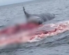 Ölü balina insanların gözü qarşısında partladı