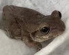 Banan qutusundan qurbağa çıxdı