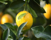 Limon immuniteti gücləndirirmi?