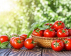 Cavanlaşdıran pomidorlar və gəncliyi qoruyan digər qidalar