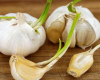 Cücərmiş sarımsağı yemək olarmı?